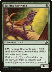 Basking Rootwalla