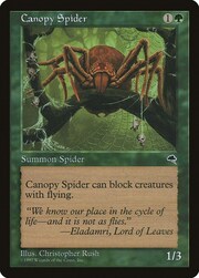 Canopy Spider